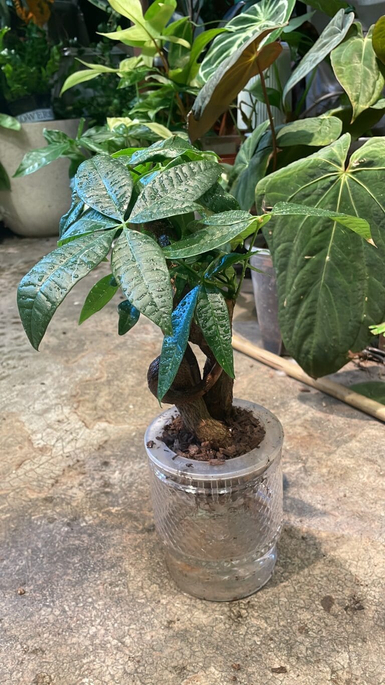 馬拉巴粟/發財樹