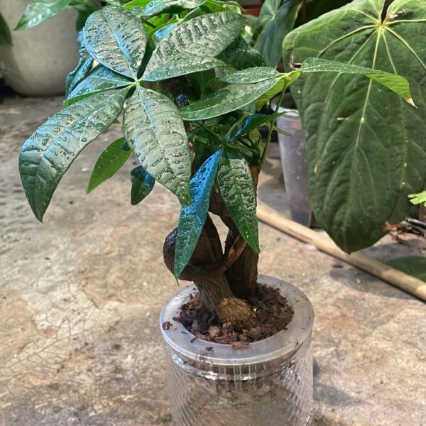Guiana Chestnuts 馬拉巴粟 發財樹（Guiana Chestnuts）— 植仔 Plantjai 香港觀葉植物