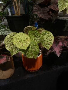 Kuna花燭點養