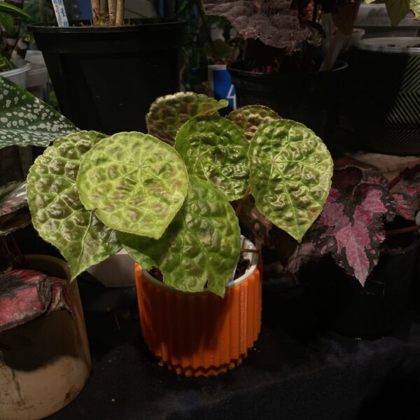 Begonia phuthoensis 富壽秋海棠（Begonia phuthoensis）— 植仔 Plantjai 香港觀葉植物