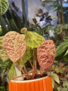 Begonia phuthoensis - Image 4