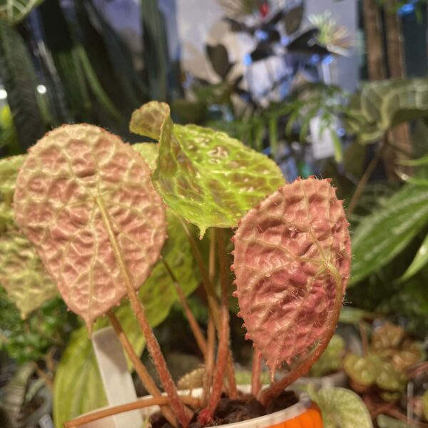 Begonia phuthoensis 富壽秋海棠（Begonia phuthoensis）— 植仔 Plantjai 香港觀葉植物