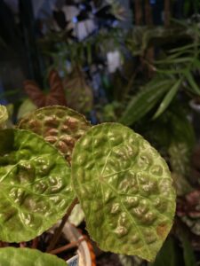 Begonia phuthoensis - Image 6