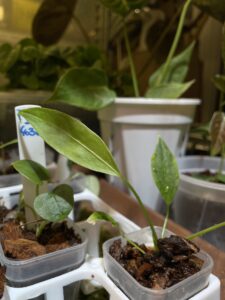 Anthurium longistipitatum 荷蘭豆花燭：圖片 3