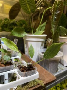 Anthurium longistipitatum 荷蘭豆花燭：圖片 4
