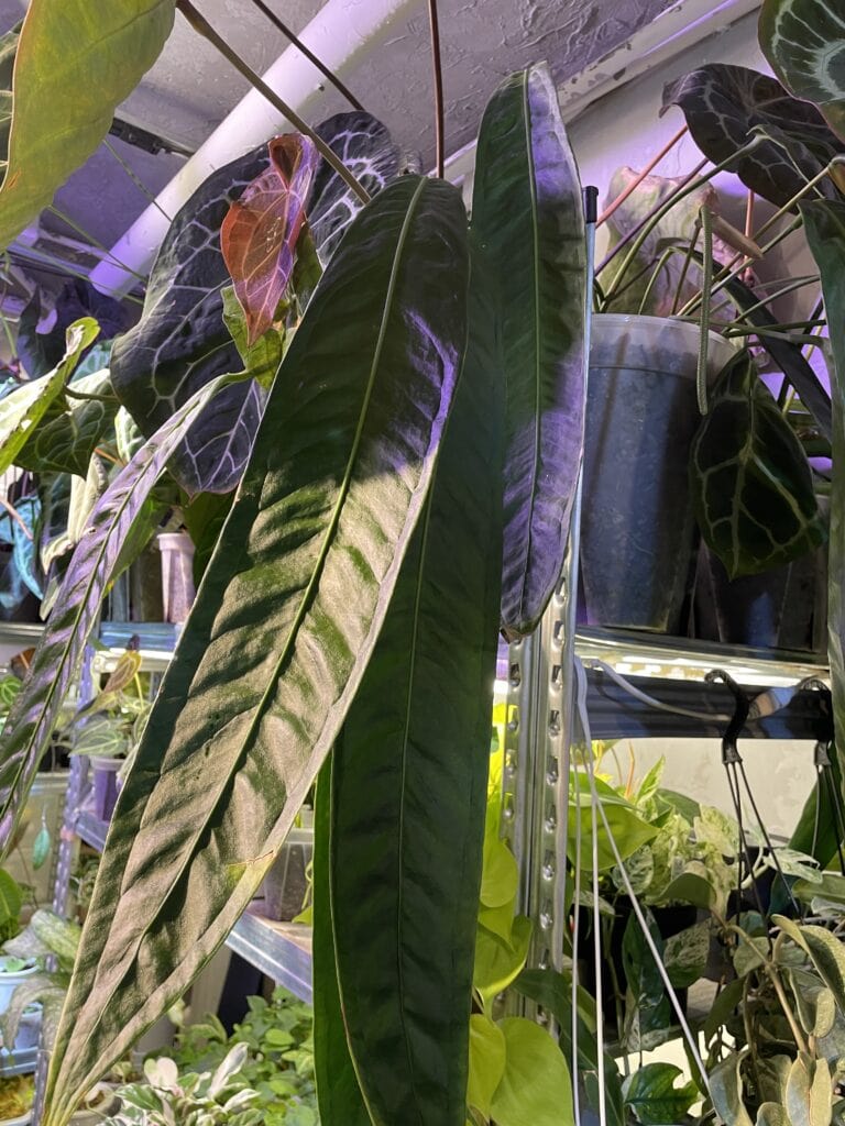 荷蘭豆花燭