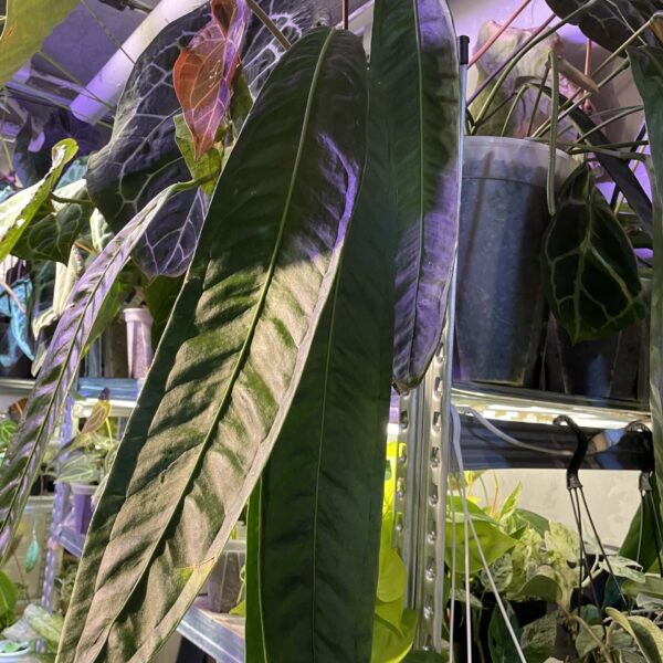 Anthurium longistipitatum 荷蘭豆花燭（Anthurium longistipitatum）— 植仔 Plantjai 香港觀葉植物