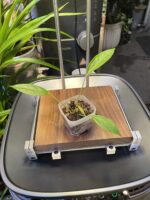 Anthurium longistipitatum 荷蘭豆花燭 — 植仔 Plantjai 香港觀葉植物