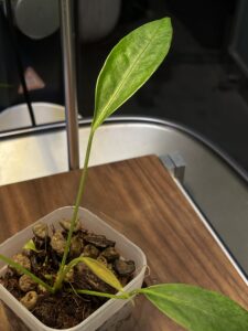 Anthurium longistipitatum 荷蘭豆花燭：圖片 6
