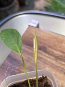 Anthurium longistipitatum 荷蘭豆花燭：圖片 7