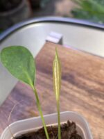 Anthurium longistipitatum 荷蘭豆花燭 — 植仔 Plantjai 香港觀葉植物