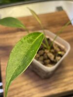 Anthurium longistipitatum 荷蘭豆花燭 — 植仔 Plantjai 香港觀葉植物