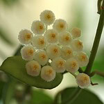 Hoya lacunosa var. — 植仔 Plantjai 香港觀葉植物