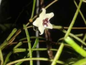 Hoya retusa - Image 3