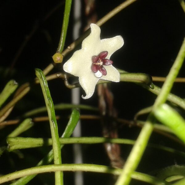 Hoya retusa 斷葉毬蘭 — 植仔 Plantjai 香港觀葉植物