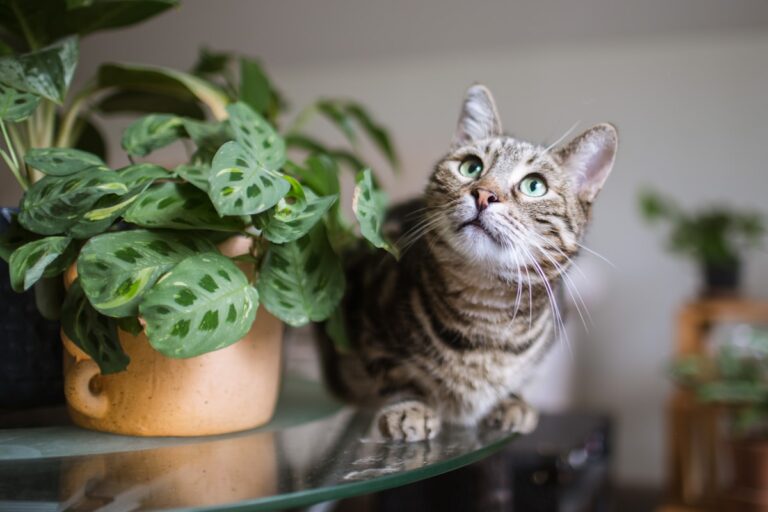 貓咪與安全無毒的室內植物