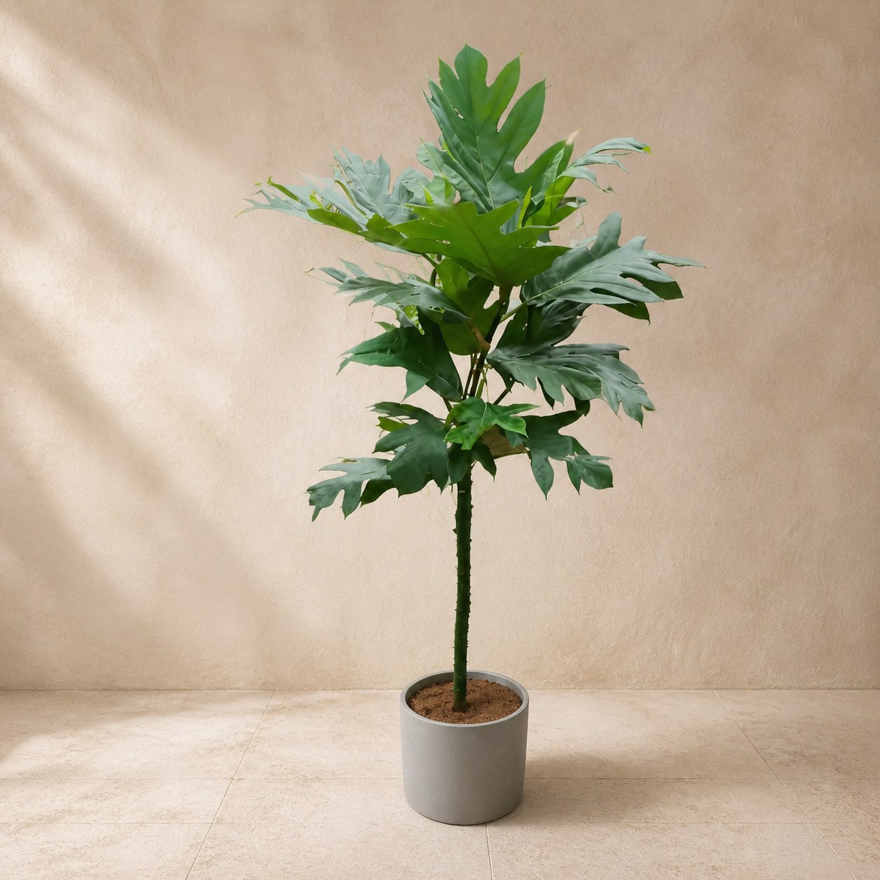 breadfruit-thick-1.6m-plantjai-ready-potted-v1 麵包樹(Artocarpus altilis)— 植仔 Plantjai 香港觀葉植物