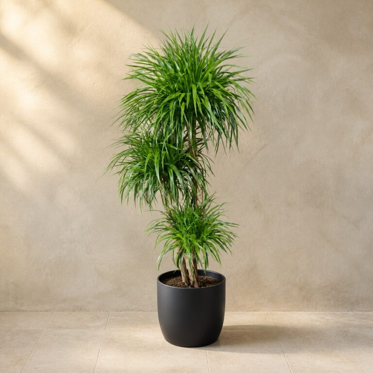 Madagascar dragon tree