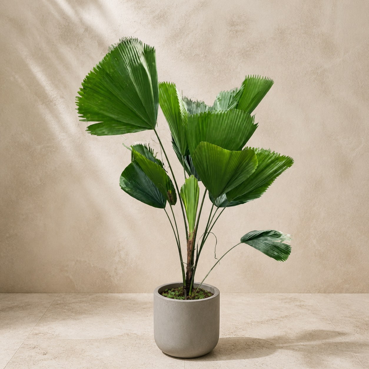 licuala-plantjai-ready-potted-v1 圓葉刺棕(Licuala grandis)— 植仔 Plantjai 香港觀葉植物