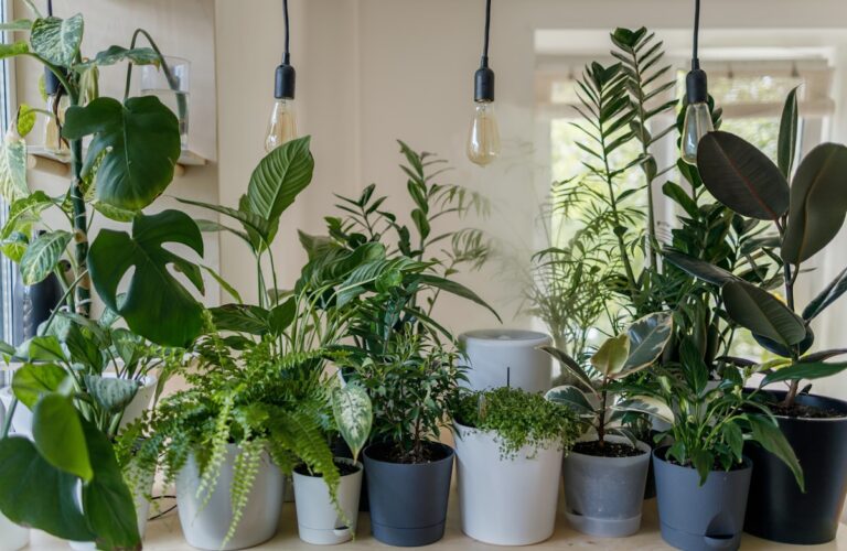 2026觀葉植物趨勢