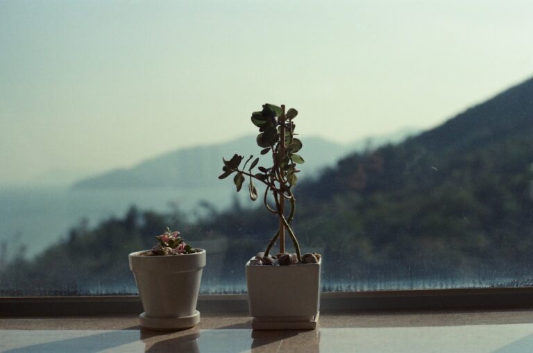 Two small potted succulents on a windowsill with mountains outside