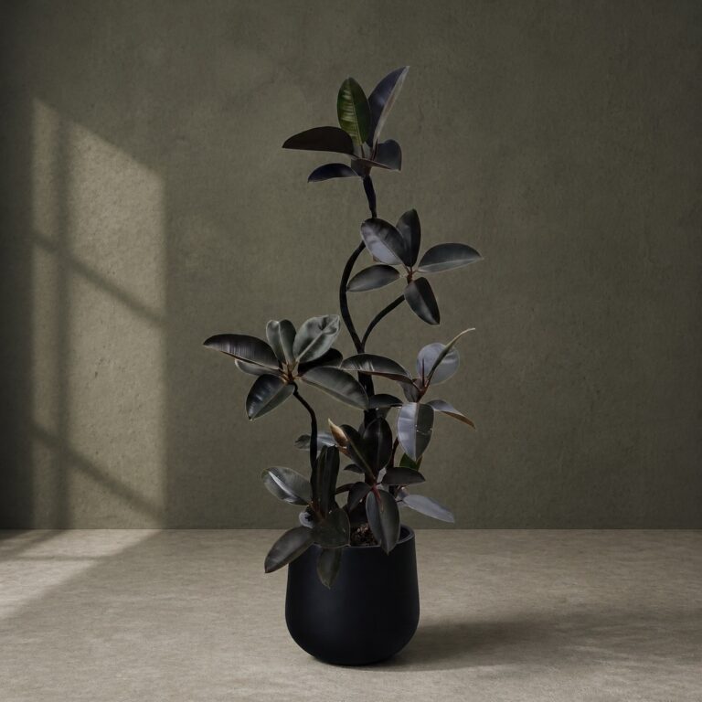 Large Burgundy Rubber Plant, ready-potted