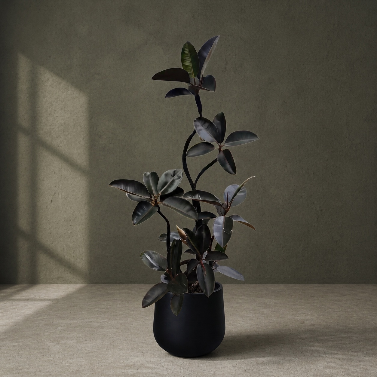 大型黑金剛連盆盆栽|Plantjai 香港連盆盆栽 大型黑金剛連盆盆栽 — 植仔 Plantjai 香港觀葉植物