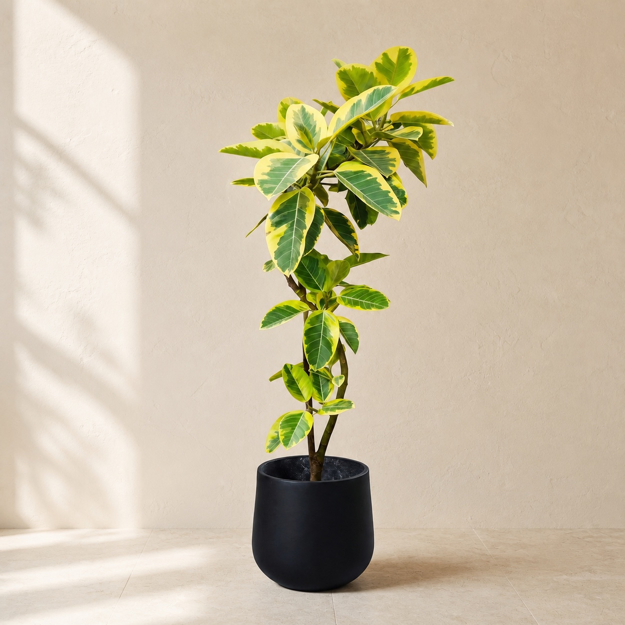 大型黃金榕連盆盆栽|Plantjai 香港連盆盆栽 大型黃金榕連盆盆栽 — 植仔 Plantjai 香港觀葉植物