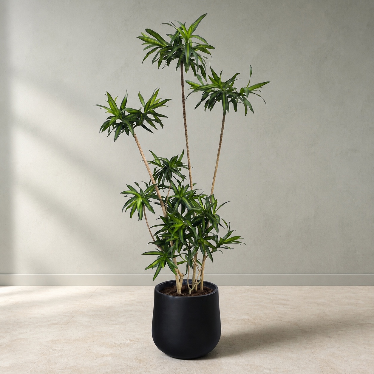 大型百合竹連盆盆栽|Plantjai 香港連盆盆栽 大型百合竹連盆盆栽 — 植仔 Plantjai 香港觀葉植物