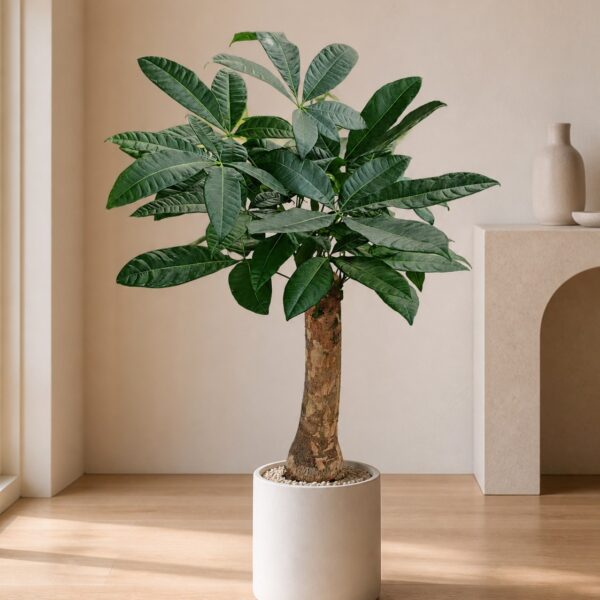 發財樹｜大型座地植物