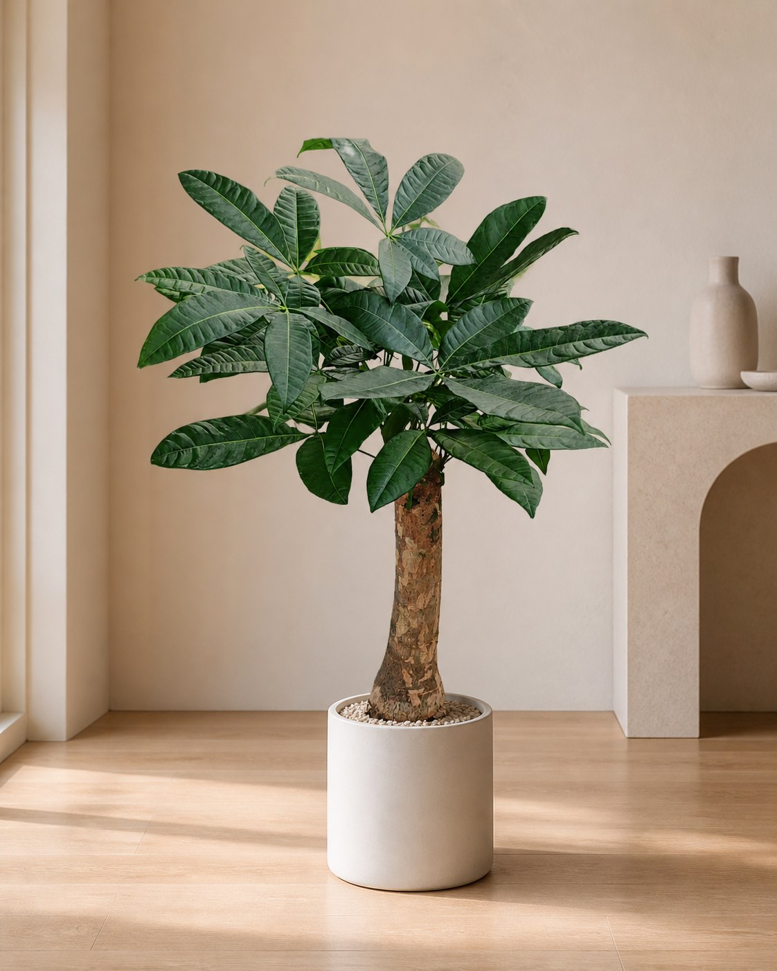 plantjai-first-batch-pachira-280-half-trunk-90-120-effect 發財樹|大型座地植物(Pachira aquatica)— 植仔 Plantjai 香港觀葉植物