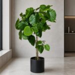 愛心榕 / Umbrella fig｜高度 / Height: 約 1.6–2.2m / Approx. 1.6–2.2m｜效果圖 / representative image
