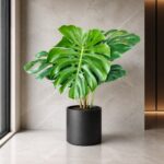 龜背竹 / Swiss cheese plant｜高度 / Height: 約 1.3m / Approx. 1.3m｜效果圖 / representative image
