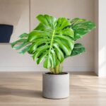 龜背竹 / Swiss cheese plant｜高度 / Height: 約 1.3m / Approx. 1.3m｜效果圖 / representative image