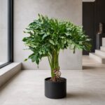 春羽／春雨 / Split-leaf philodendron｜高度 / Height: 約 1.3m / Approx. 1.3m｜效果圖 / representative image