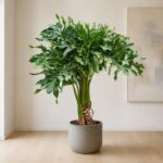 春羽／春雨 / Split-leaf philodendron｜高度 / Height: 約 1.3m / Approx. 1.3m｜效果圖 / representative image