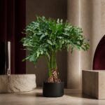 春羽／春雨 / Split-leaf philodendron｜高度 / Height: 約 1.3m / Approx. 1.3m｜效果圖 / representative image