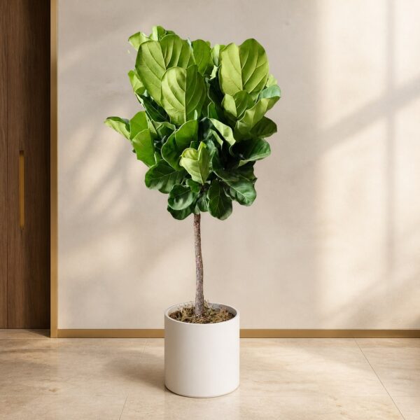 琴葉榕（Ficus lyrata）— 植仔 Plantjai 香港觀葉植物