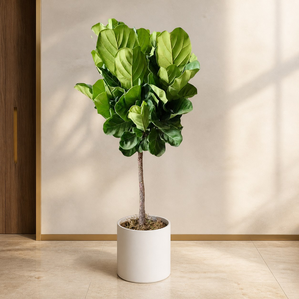 plantjai-pj-large-psp-000007-lollipop-fiddle-leaf-1-3-1-4m-fiddle-leaf-fig-effect-gallery-20260827-01-light-luxury-warm Plantjai 琴葉榕 大型植物家居效果圖