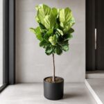 Plantjai 大型植物家居效果圖