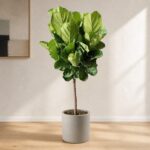 Plantjai 大型植物家居效果圖