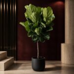 Plantjai 大型植物家居效果圖