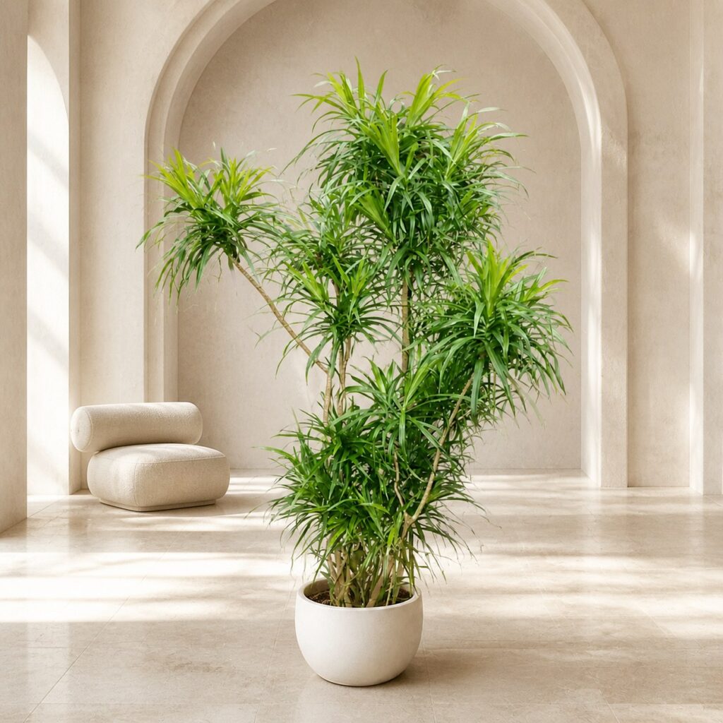 Plantjai 大型植物家居效果圖