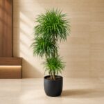 Plantjai 大型植物家居效果圖
