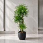 Plantjai 大型植物家居效果圖