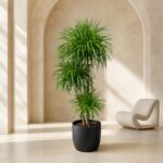 Plantjai 大型植物家居效果圖