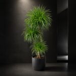 Plantjai 大型植物家居效果圖