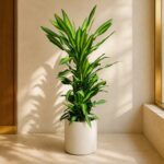 也門鐵 / Spineless yucca｜高度 / Height: 約 1.7m / Approx. 1.7m｜效果圖 / representative image