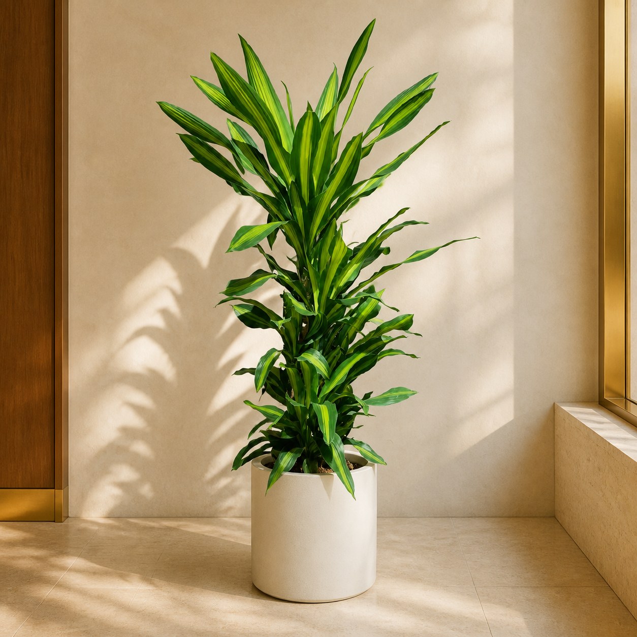 plantjai-pj-large-psp-000022-yucca-elephantipes-1-7m-yucca-effect-gallery-20260827-01-light-luxury-warm 也門鐵|大型座地植物(Yucca gigantea)— 植仔 Plantjai 香港觀葉植物