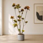 變葉木 / Croton｜高度 / Height: 約 1.8–2.1m / Approx. 1.8–2.1m｜效果圖 / representative image